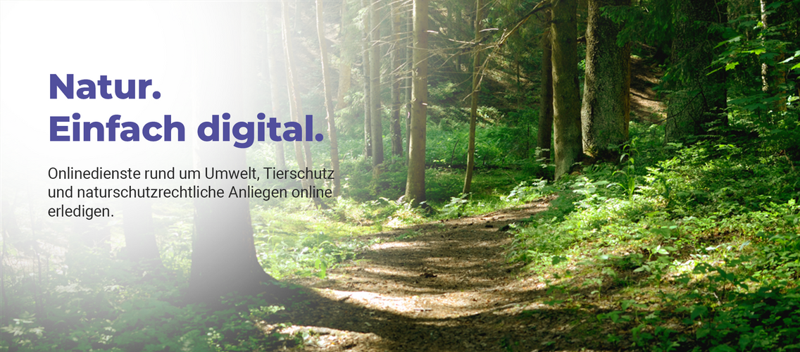 Weg im Wald